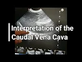 Vet Emergency Ultrasound Interpretation of the Caudal Vena Cava