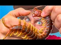 Download Lagu BITTEN by a Giant Asian Centipede!