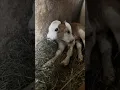This animal was born with two heads