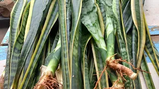 mostrando como cuido da planta espada de São Jorge substrato  que uso