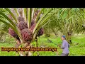 Panen sawit pokok rendah || terlalu over buah nya