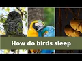 How birds sleep how do birds sleep How birds sleep at night how long do birds sleep