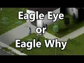 Does Eagle Eye Do Anything