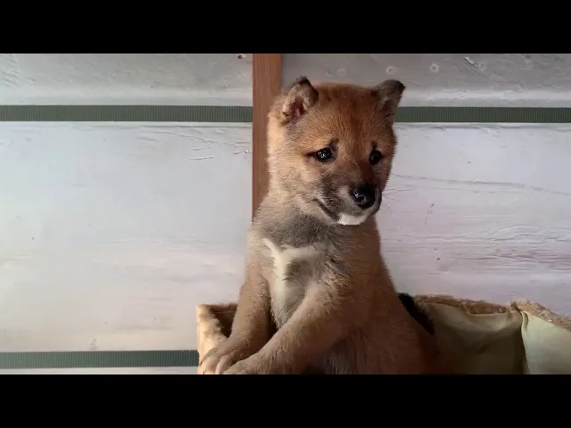 動画