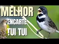 Download Lagu 🟢MELHOR TUI TUI PARA ENCARTE🟢🟢 TURBINE SEU PARDO 🟢