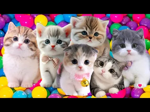 Download MP3 ANAK KUCING MEONG MEONG | Lagu Anak-Anak Kompilasi Kucing Lucu SI MEONG KUCING LUCU