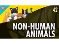 Lagu Non-Human Animals: Crash Course Philosophy #42