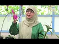 Download Lagu Tutorial Penyilangan Anggrek oleh Prof. Dr. Endang Semiarti, M.S.,M.Sc.