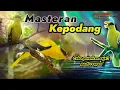 Download Lagu Coba saja putarkan!!Burung kepodang mana yg nggak bunyi,bila denger masteran ini..