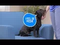 Download Lagu PetAg Fresh 'N Clean Dog Shampoos \u0026 Conditioners | Chewy