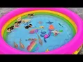Download Lagu Menangkap Anak Bebek, Anak Itik Lucu, Ikan Hias, Ikan Mas, Ikan Lele, Ikan Pari, Ular, Pop it Part7