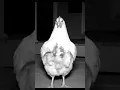 Download Lagu hen cctv stayell comra to croude #subscribe #animals #1fox #cute