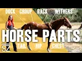 What are the Different Parts of a Horse