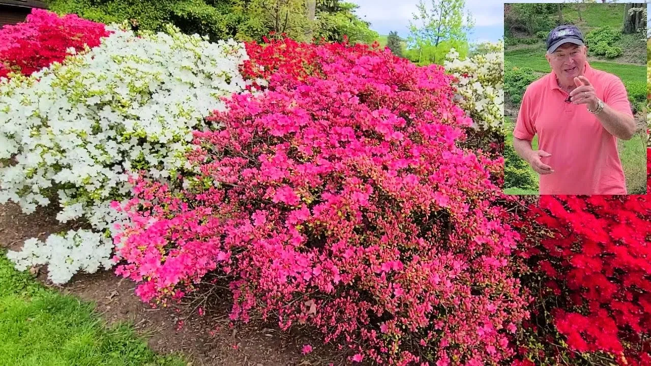 HOW TO Grow Gorgeous Evergreen Azaleas - David's tips and suggestions