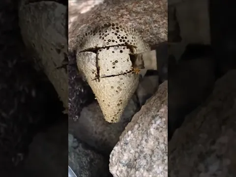خلية عسل بوطويق من موسم السمر الحمدلله