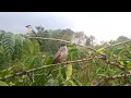 Download Lagu pikat burung KUTILANG belajar naik ranting suda GACOR... kutilang liar kena jebakan