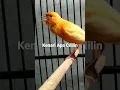 Lagu kenari isian cililin