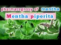Download Lagu Pharmacognosy of Mentha  mentha piperita  | Terpenoids