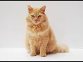 Mother Cat Calling For Her Kittens Sound Effect