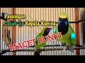 Download Lagu Cucak hijau kepala kuning gacor_bongkar isian