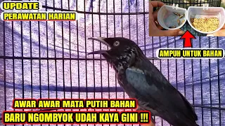 awar awar mata putih ombyokan baru satu hari sudah rajin bunyi 