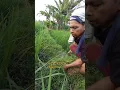 Lagu Cara Ngarit di Galengan Sawah ala Mang Miskat #shortvideo #shortsviral #shortpants #goat