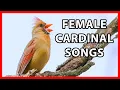 Female Cardinal Singing Duet Songs