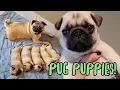 Pug Puppy Compilation