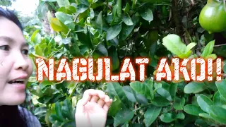 Download SARAP SA PROBINSYA, LIBRENG GULAY AT PRUTAS Vlog#3 MP3