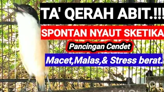 Download SUARA BURUNG cendet gacor SAKERA INI AHLINYA MENJADIKAN cendet NYAUT pancingan cendet agar bunyi DOR MP3