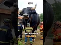 Download Lagu SAPI KURBAN IDUL ADHA NGAMUK #cow #sapi #sapilucu #takbir #takbiran #shorts TAKBIR KELILING 2025