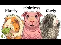 Every Guinea Pig Type Explained in 22 Minutes