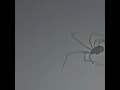 Petrunko - EGOPIUM