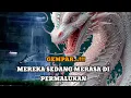 Lagu JIWA TERPILIH _ MEREKA SEDANG MERASA DI PERMAINKAN 