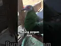 Download Lagu Burung pergam tutu