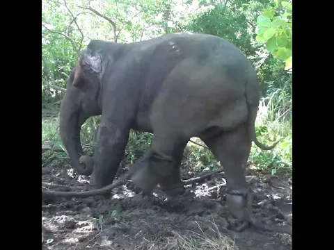 Wildlife officers taking a wild elephant that has come to the village to be released #elephant