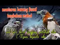 Download Lagu Fuuul tembakan mahal 🔥🔥 siri siri kecil jingjing petulak dan Tepus kepala abu
