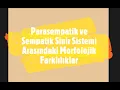 Download Lagu Parasempatik ve Sempatik Sinir Sistemi Arasındaki Morfolojik Farklılıklar