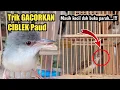 Lagu Trik Gacorkan CIBLEK Paud sekaligus JINAK TOTAL