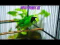 Download Lagu MASTERAN CUCAK IJO BIKIN MERINDING SEMUA BULU | BESETAN DAN ROLL TEMBAKAN KASAR PANJANG PAKE BANGET!