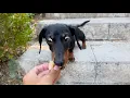 On Holiday with 3 Dachshunds The French market