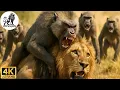 Download Lagu Kenya: A Baboon Troop's Intense Showdown with a Lion #animaldocumentary | Apex Kingdom