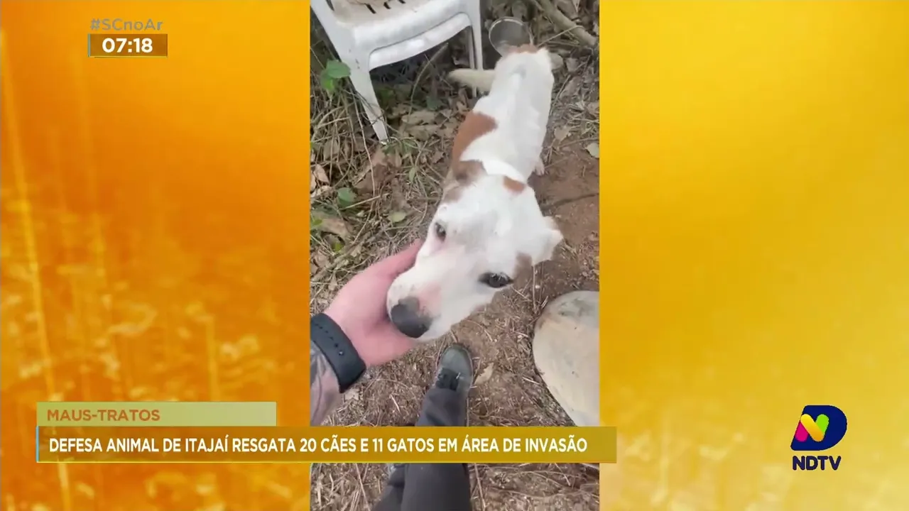 20 cães e 11 gatos são resgatados em situação de maus-tratos em Itajaí