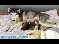Download Lagu What Happens While A Dog Is In Labour!? Here’s Full 24 Hours Before Lola Gives Birth! It’s AMAZING🥹