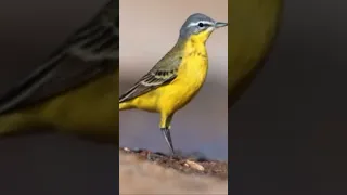 افصل صوت للصيد أم سكعكع الصوت كامل في القناة 