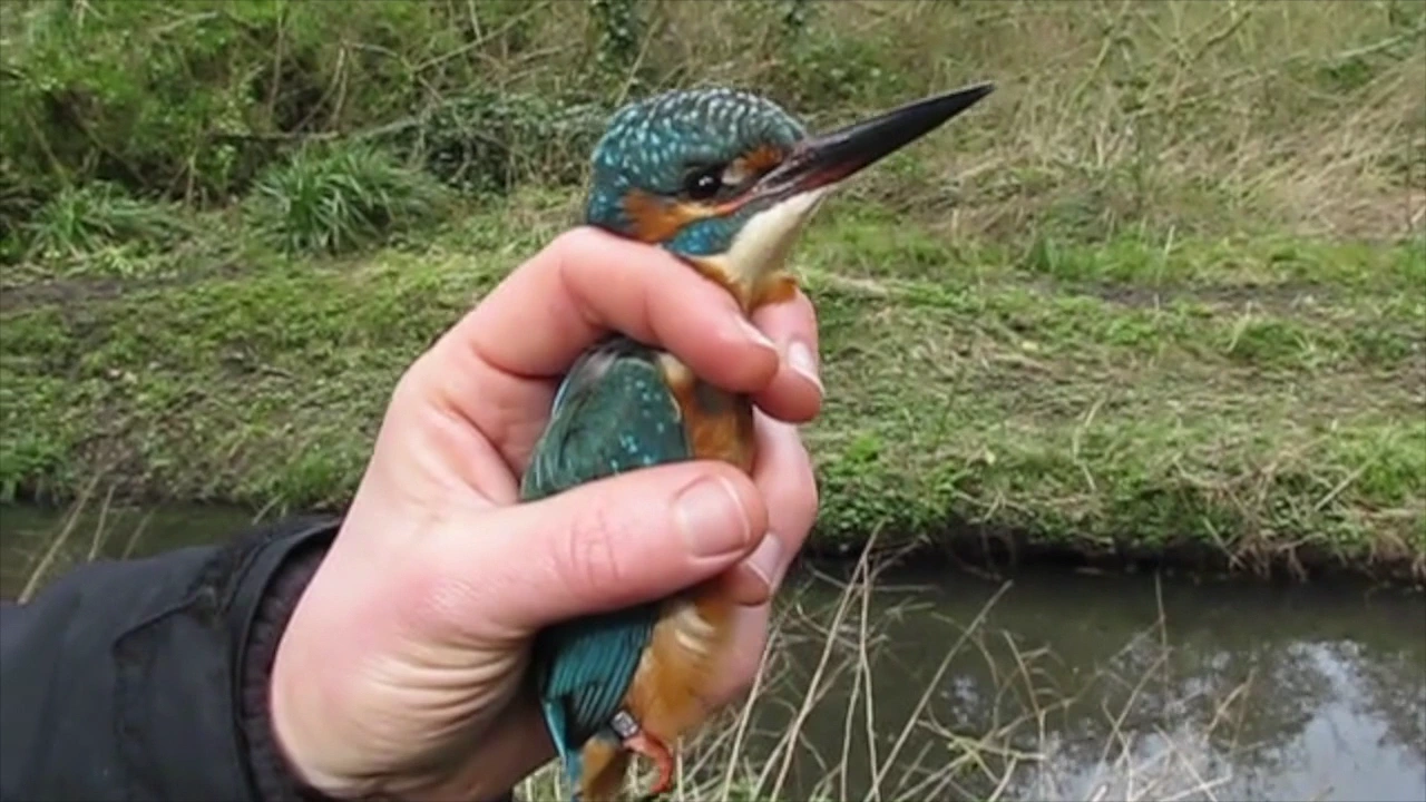 An Introduction to Bird Ringing