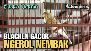 Download BLACKEN gacor ROL TEMBAK masteran paling di cari KICAU MANIA MP3