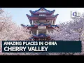 Download Lagu The Most Beautiful Cherry Blossom | Amazing Places in China