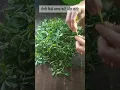 Download Lagu Correct methodof fenugreek cutting and washing #methi #shorts