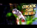 Download Lagu KALITAN JAMBUL CENGKOK JAWARA - MASTERAN KENARI ISIAN BLACKTHROAT GACOR SUARA JERNIH MUDAH DITIRU